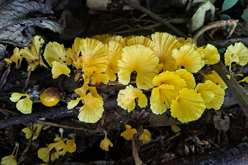 Pejpem Carr 01_0001_05